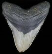 Megalodon Tooth - North Carolina #59203-1